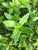 Nesea triflora EMERSED/POTTED
