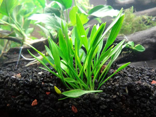 Cryptocoryne parva