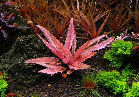Cryptocoryne wendtii 'Pink Flamingo' SUBMERSED/POTTED