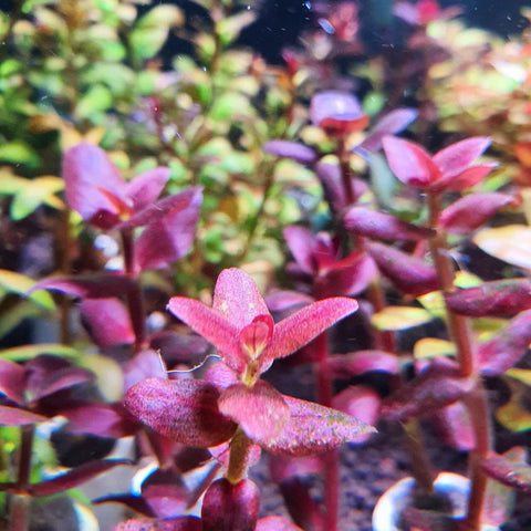 Bacopa salzmanni SUBMERSED/BUNCH Purple Bacopa