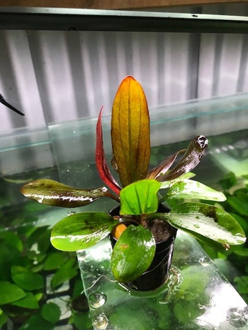 Echinodorus amazon 'Red Pearl' EMERSED/POTTED LIMITED STOCK