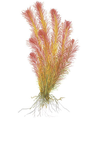 Rotala wallichii SUBMERSED/BUNCH