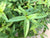 Persicaria maculosa EMERSED/POTTED Sao Paulo
