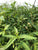 Persicaria maculosa EMERSED/POTTED Sao Paulo