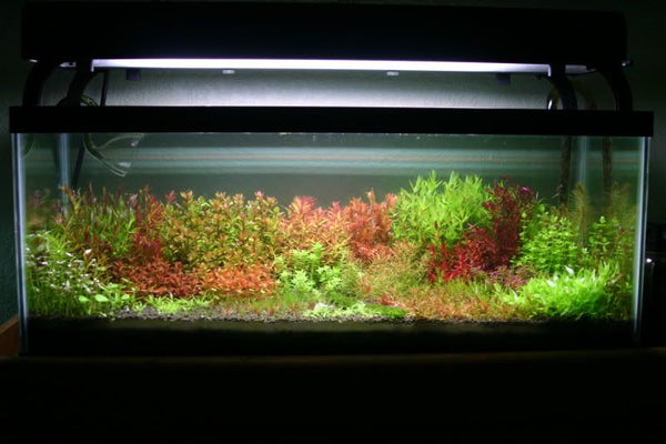 * SUBMERSED 40 *  (submersed bunch x 40) FREE SHIPPING