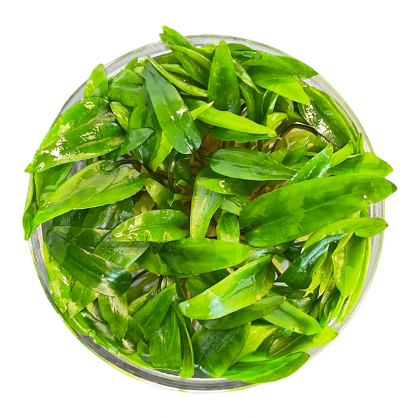 Tissue Culture Cup Cryptocoryne wendtii green