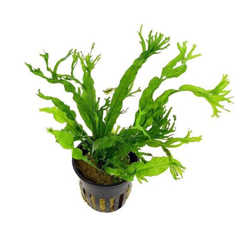 Microsorum pteropus POTTED Java Fern Windelov